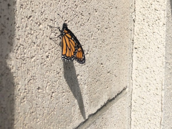 monarch