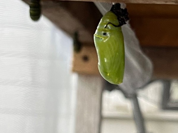 chrysalis