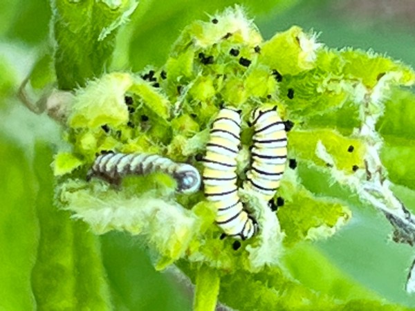 monarch larvae on leaf