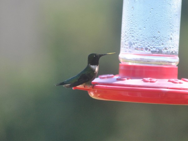 Ruby throated hummingbird