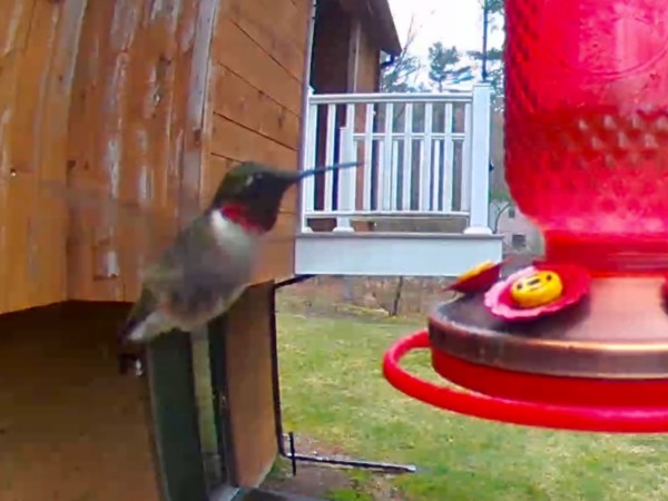 Ruby throated hummingbird at feeder