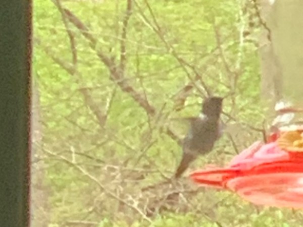 Ruby throated hummingbird at feeder