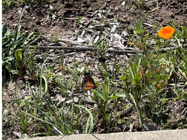 monarch