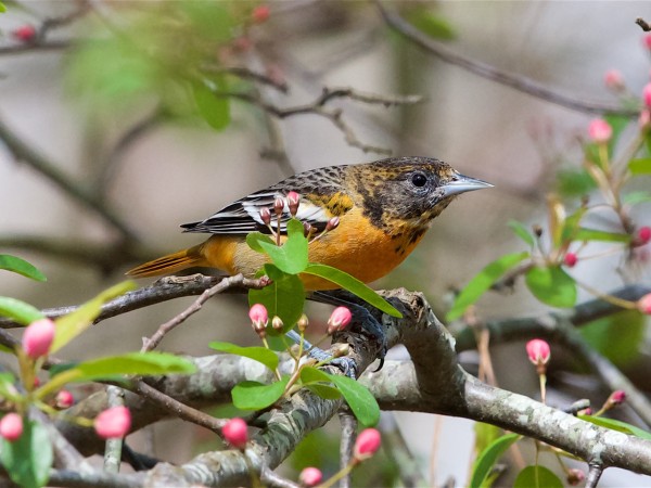 Baltimore Oriole in Crabapple tree