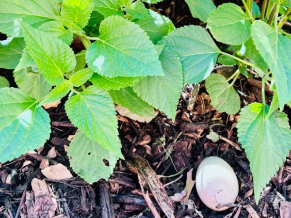 Mallard eggs under bush