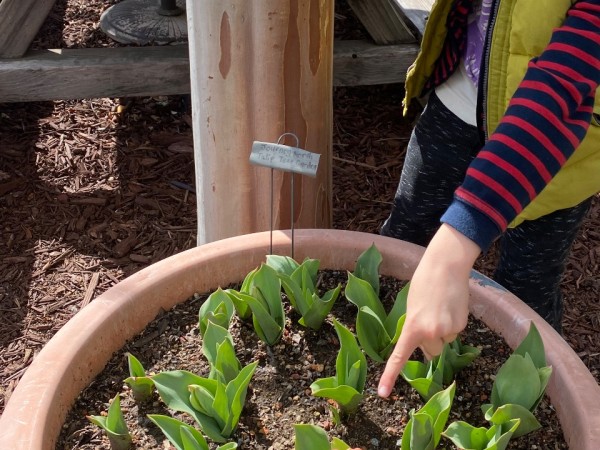 tulips blooming in pot with finger pointing to them