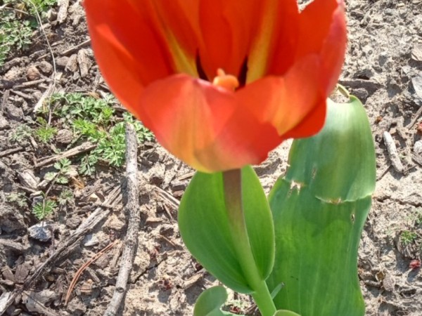 red tulip blooming from ground