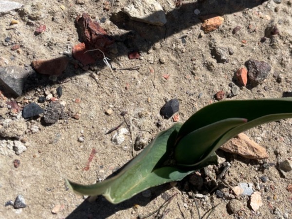 tulip emergence from soil