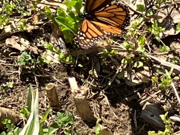 Monarch laying eggs on emerging milkweed