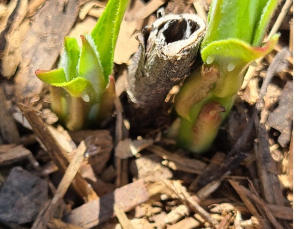 Monarch eggs on milkweed sprouts