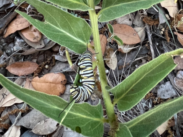 Larvae on milkweed