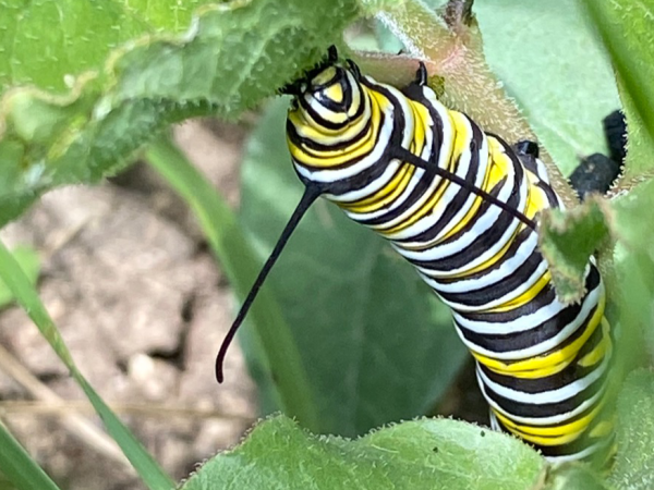 Monarch larva on milkweed