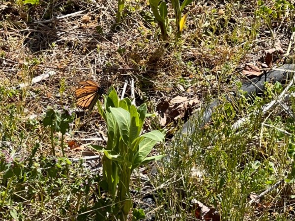 faded monarch