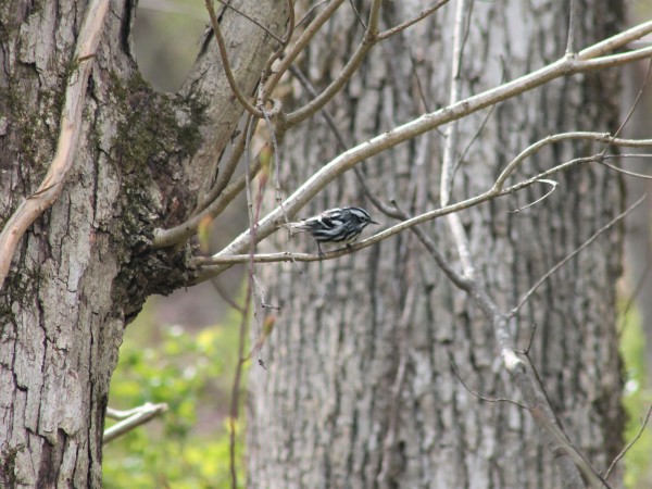 Black-and-white Warbler