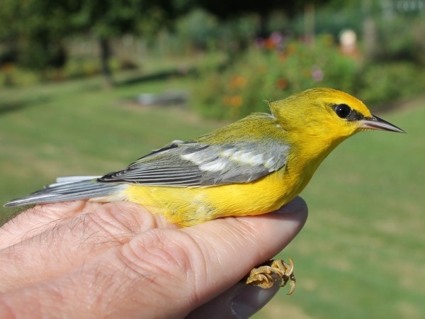 Blue-winged Warbler