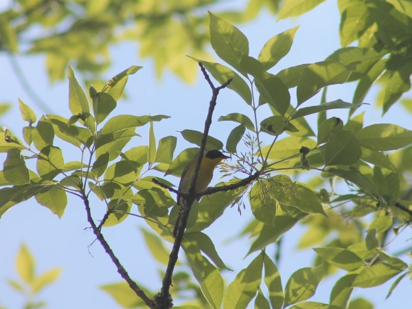 Common Yellowthroat