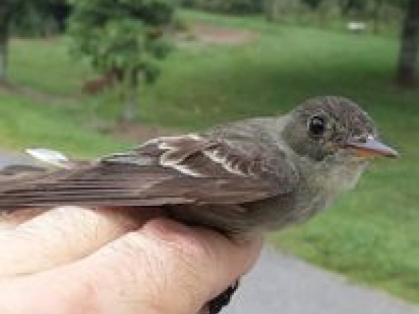 Eastern Wood-Pewee