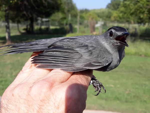 Gray Catbird