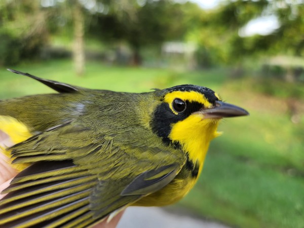 Kentucky Warbler