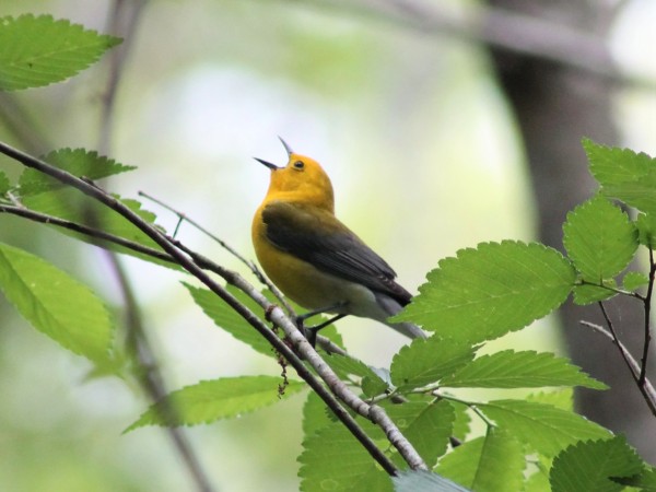 Prothonotary Warbler