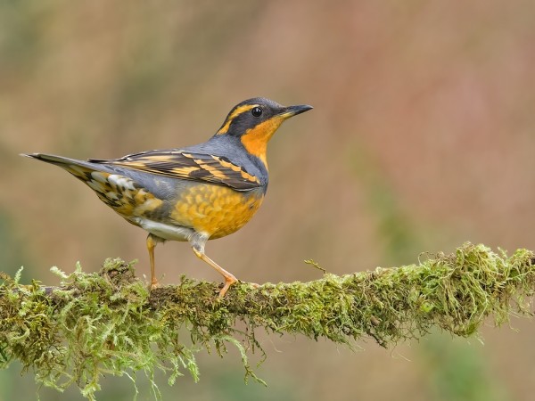 Songbird: Varied Thrush